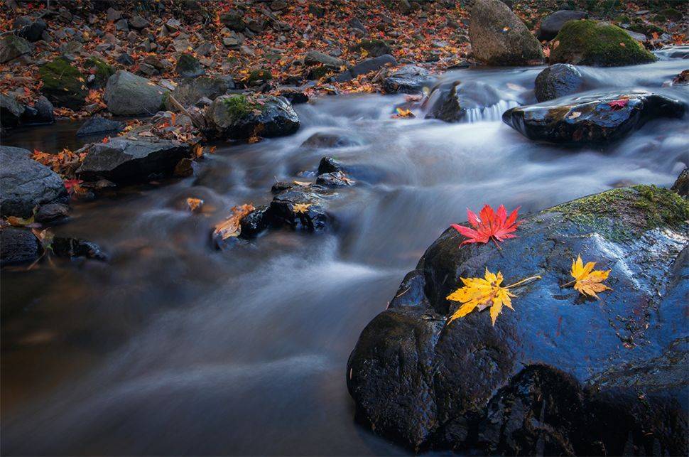 超实用！最全秋季摄影技巧大全在这里！