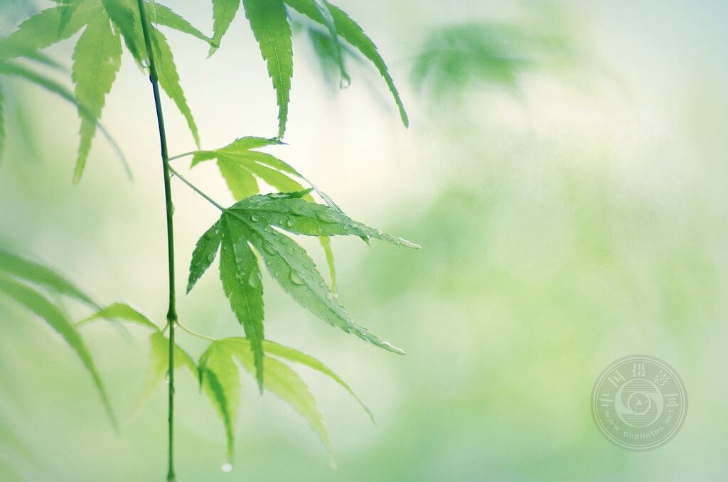 收藏备查，雨天主题拍摄手册！